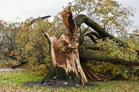 A fallen oak tree in Humberside after the region was battered by Storm Arwen in November.