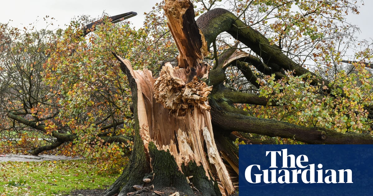 After Arwen: how to think positive about the UK’s storm-devastated trees