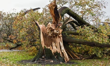 A fallen oak tree in Humberside after the region was battered by Storm Arwen in November.