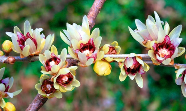 winter honeysuckle (Lonicera x purpusii)