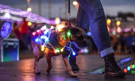 Dog with fairy lights on at LumiDog event, Blackpool