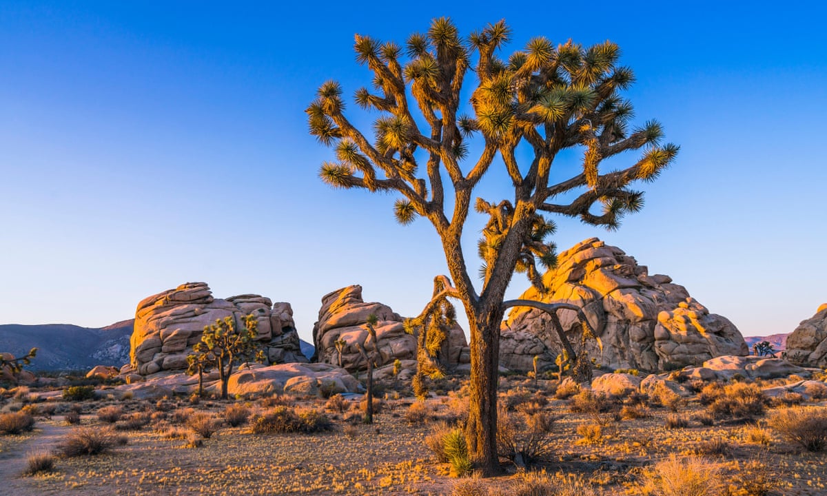 Joshua Tree national park: music, myths and art in the desert | California holidays | The Guardian