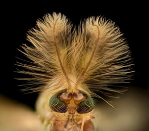 A midge (Chironomidae diptera)
