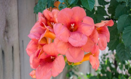 A trumpet vine.