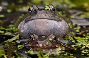 Common frogs in a pond in the Dublin Mountains, Ireland. Depending on weather conditions, the frogs emerge from hibernation in February or March and head for their freshwater breeding grounds to begin spawning