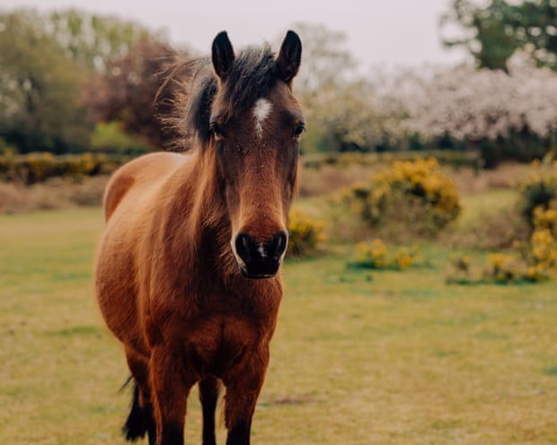 A horse