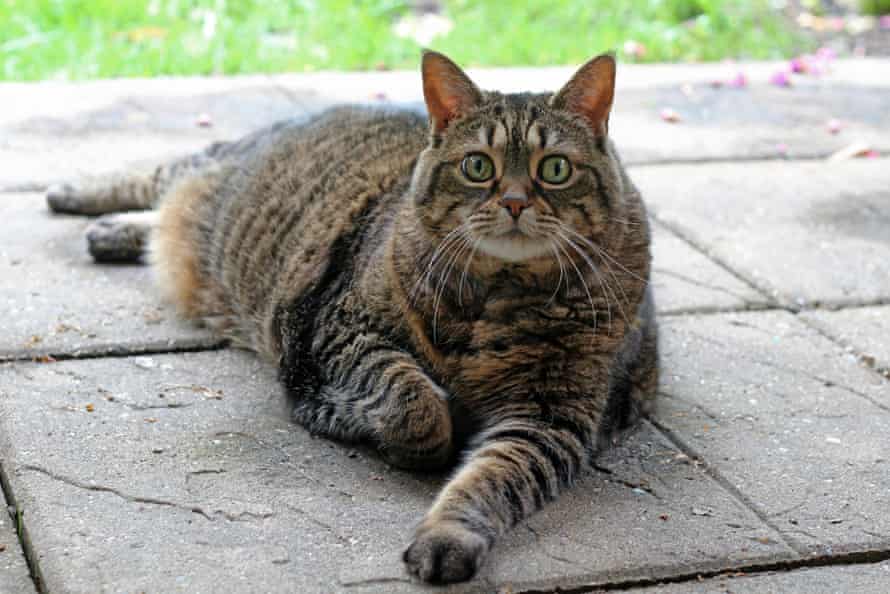 A full length photo of an obese brown tabby looking at the camera