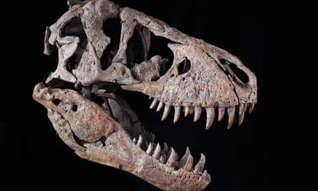 The Maximus T rex skull