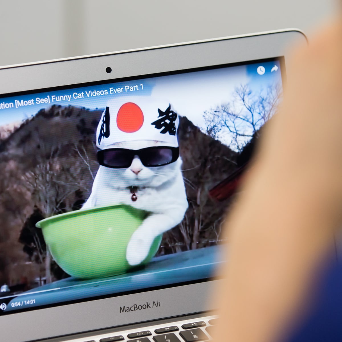 Internet Cat Video Festival Is Harder To Get Tickets To Than