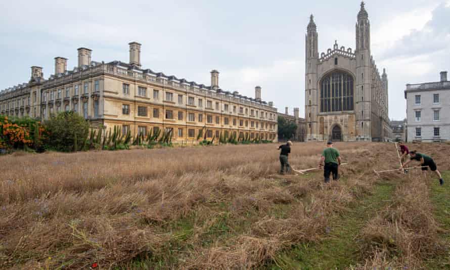 The wildflower meadow at King's College, Cambridge