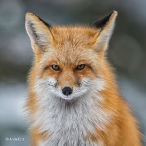 Colorado red by Annie Katz (US) It was a crisp, clear day in January when Annie saw this Colorado red fox hunting in her neighbour’s field in Aspen, Colorado. The light was perfect and she took the photo as the fox approached her, looking right into the lens of her camera.