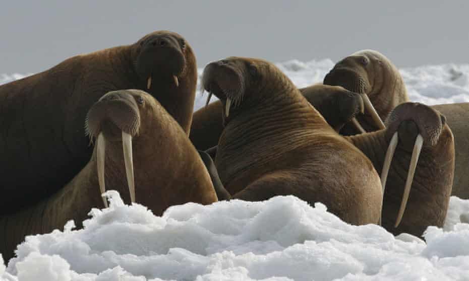 Walruses Face Death Sentence As Trump Administration Fails To List Them As Endangered Trump Administration The Guardian Walruses Face Death Sentence As Trump Administration Fails To List Them As Endangered Trump Administration The Guardian