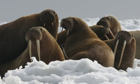 Pacific walrus cows and yearlings rest on ice in Alaska. ‘At this time, sufficient resources remain to meet the subspecies’ physical and ecological needs now and into the future,’ US officials said.