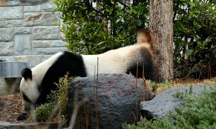 Wang Wang, the 16-year-old male panda, is preparing for natural mating.