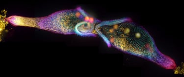 A pair of elongated Stentor coeruleus cells during mating