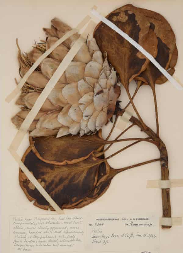 Herbarium samples