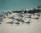Bird flu has reached Victoria and more wildlife deaths loom. How bad could it get?