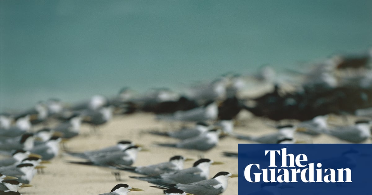 Australia's H5N1 Bird Flu Cases Surpass 200-Mark