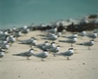 Bird Flu Threatens Australia's Seabird Populations