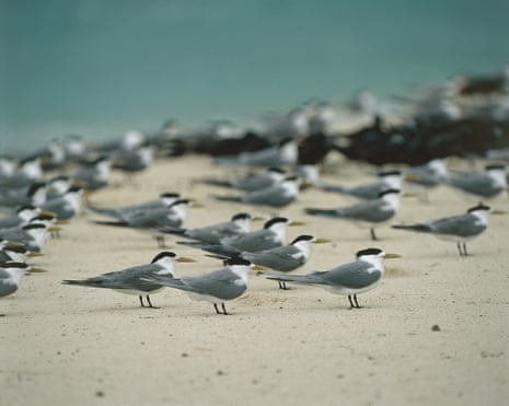 Greater crested terns