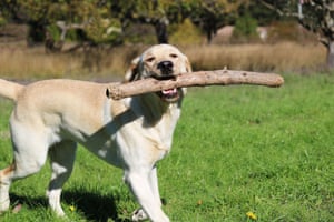 Labradors with stick in mouth