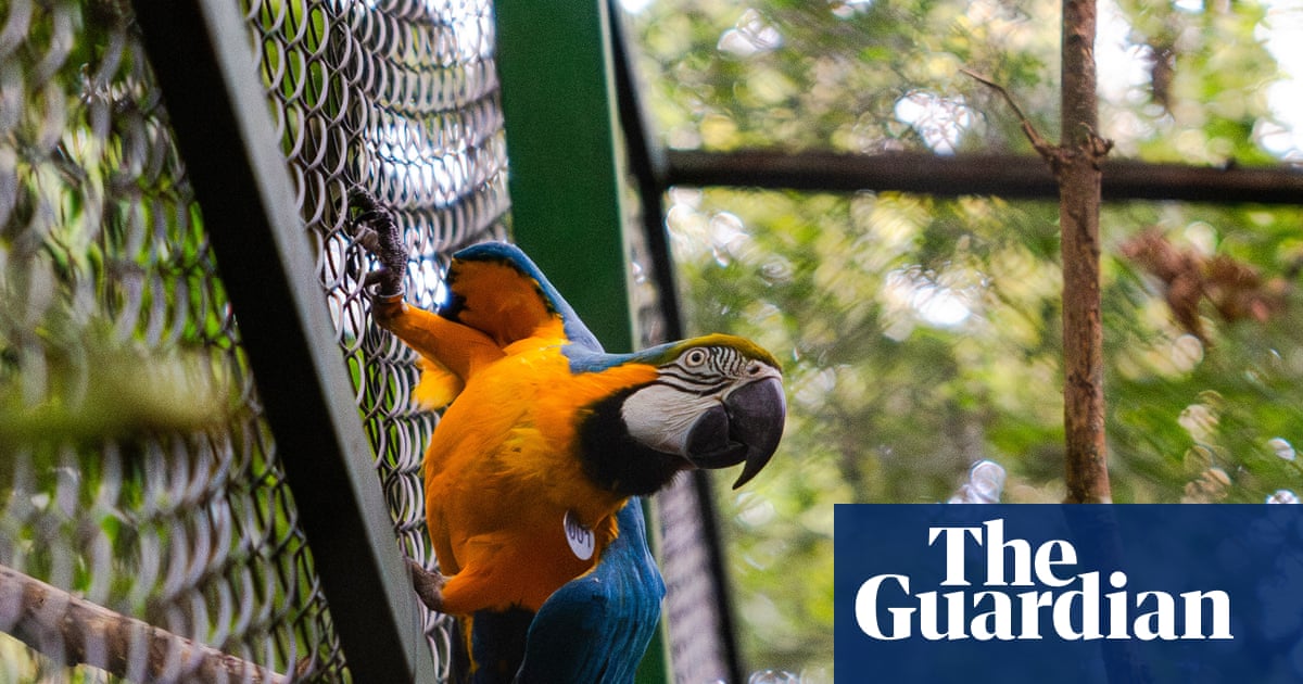 A dream come true': Brazil's blue-and-yellow macaws return to Rio after 200 years