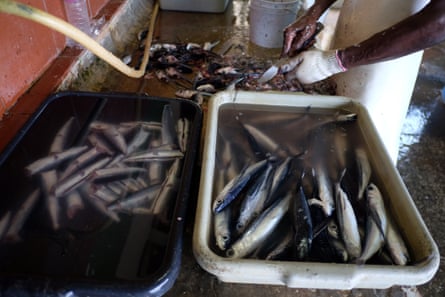 A man guts mackerel-sized fish at a counter