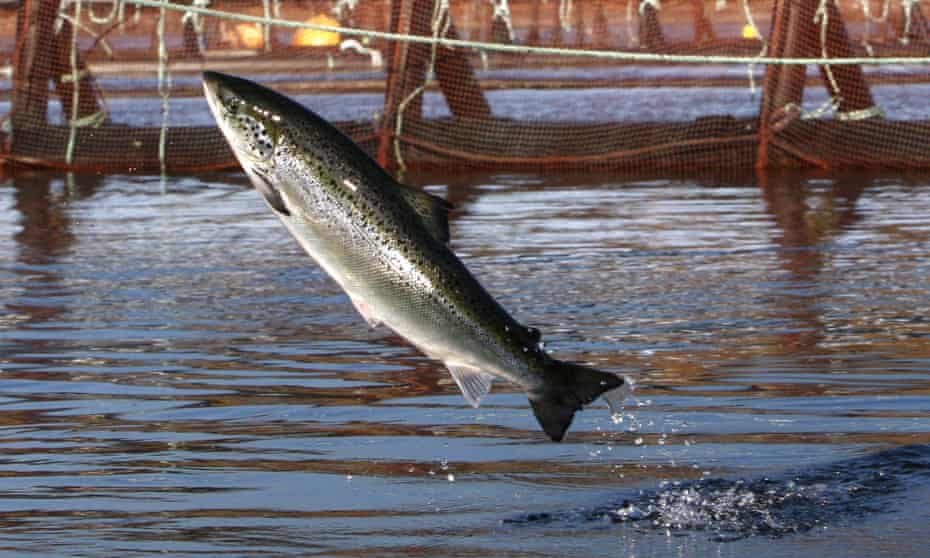 An Atlantic salmon leaps out of the water.