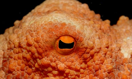 A common octopus.