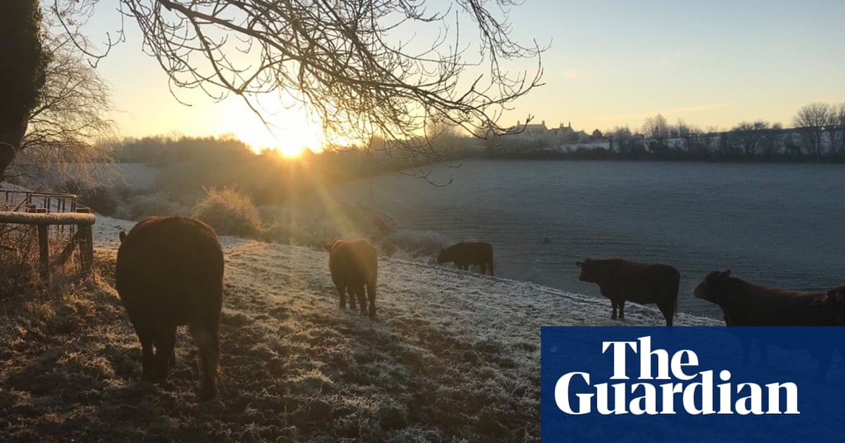 Country diary: Trouble beneath the blackthorn