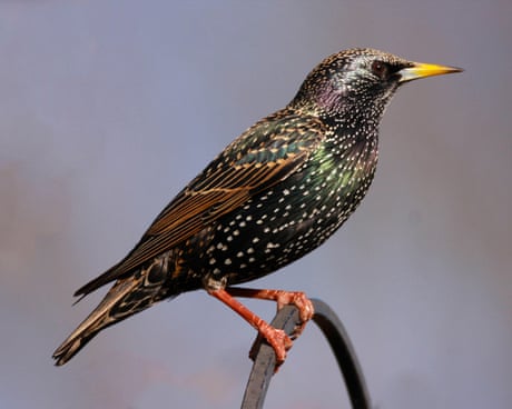 Streets named after birds in Britain on rise as species’ populations plummet