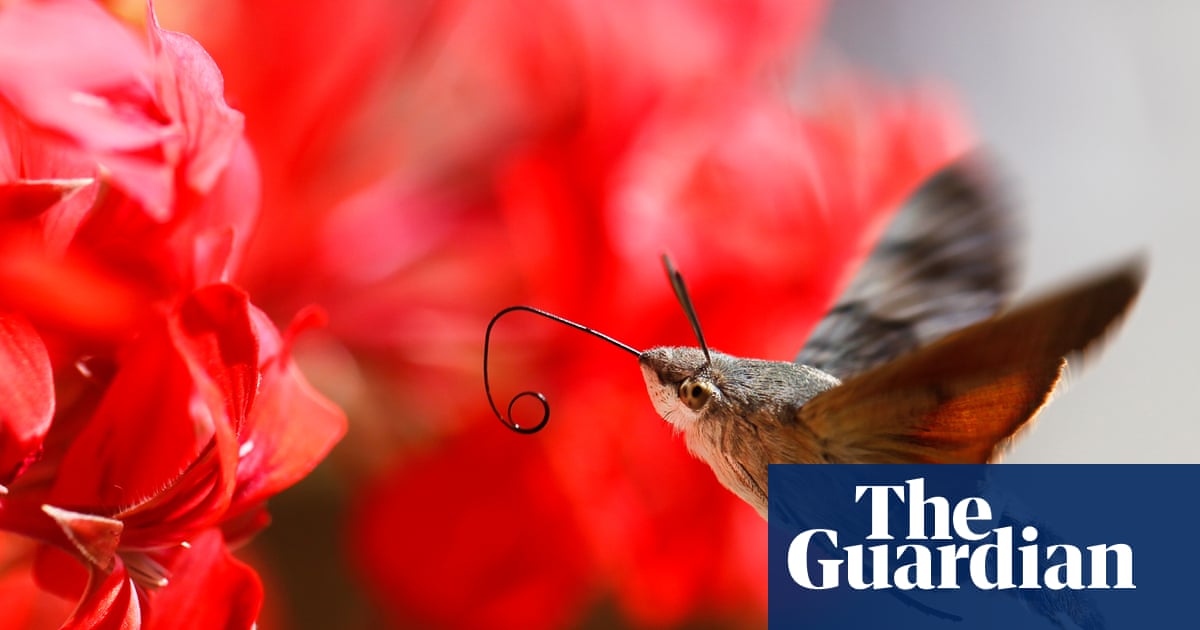 Country diary 1926: A moth was moving to the rhythm of the tune