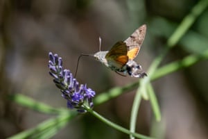 The sphinx colibri butterfly feeds on lavender nectar in Madrid, Spain. The butterfly is a rarity as it flies only during the day despite being a nocturnal butterfly and, moreover, it seems to have more similarities with a hummingbird than with other butterflies