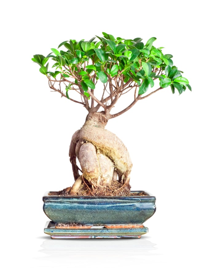 Gardening Tips For Stunning Bonsai Go Back To Its Roots James Wong Life And Style The Guardian