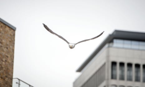 A gull flies directly towards in the camera