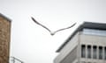 A gull flies directly towards in the camera