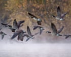 Protesters seek to stop plan to cull hundreds of geese in Alabama