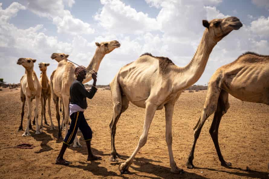 A man drives six emaciated camels along in the desert