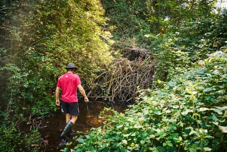 A man in a red shirt with a National Trust logo and black wellies wades through a shaded stream beside a large beaver dam of woven sticks.