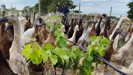 How winemaking ducks help Vergenoegd Löw vineyard – video