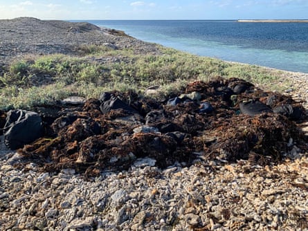 The drugs hidden under seaweed. About 40 bags were located, with preliminary tests suggesting the haul included cocaine and ecstasy illicit drugs.