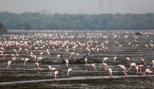 Flamingos eat plankton near the Arabian Sea coast in Mumbai, India