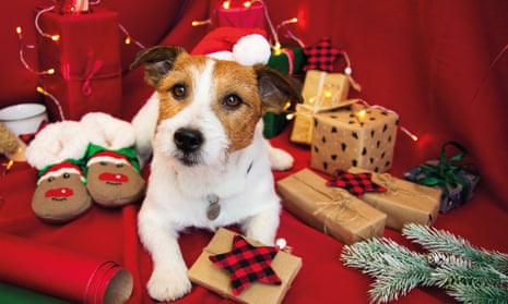 Holiday gifts for pets following high-tech trend