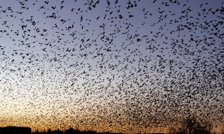 Flock of starlings.
