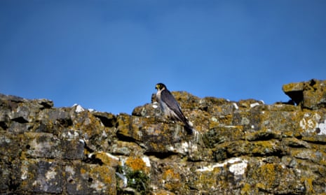 A peregrine falcon at Corfe Castle, in Dorset