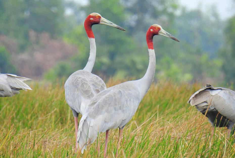 Eastern sarus cranes in a rice field near Anlung Pring Protected Landscape, Cambodia
