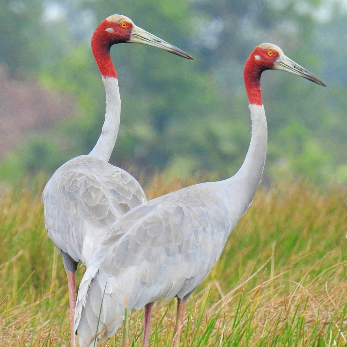 Farmers tempt endangered cranes back – by growing their favourite food |  Environment | The Guardian