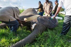 A team of conservationists attaches a GPS collar to an immobilised elephant in Mikumi national park, Tanzania, in an ambitious elephant-collaring project covering the park and the neighbouring Selous game reserve. By December 2018 the team will have fitted 60 collars to elephants in and around the reserve, providing real-time data for rangers and managers. This will help Tanzanian authorities to proactively protect the elephants from poachers as well as provide conservation data.