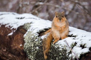 A fox squirrel, Michigan, US