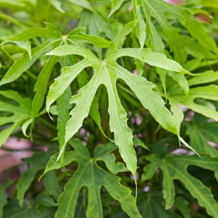 Fatsia polycarpa ‘Green Fingers’ - September